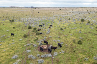 Cattle grazing on the Western Grassland Reserve.