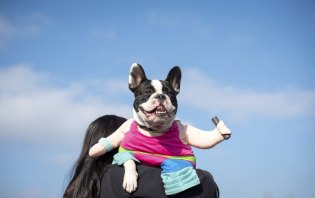 French bulldog Bella was dressed up by her owner Assunta Chan, of Doncaster East.