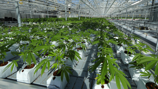 A massive tomato greenhouse renovated to grow pot in Delta, British Columbia,  operated by Pure Sunfarms.