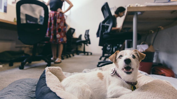 Freddy Grant, who works in PR for Bluethumb, takes his dog to the office.