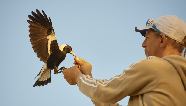 Bird handler Paul Mander trains one of eight magpies for the film Penguin Bloom.