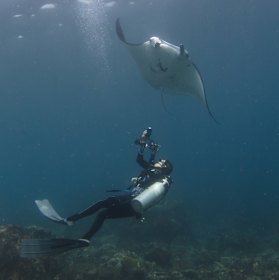 A manta ray in Indonesia. 