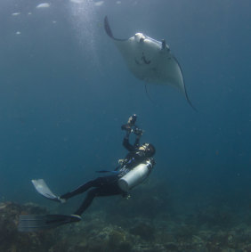A manta ray in Indonesia. 