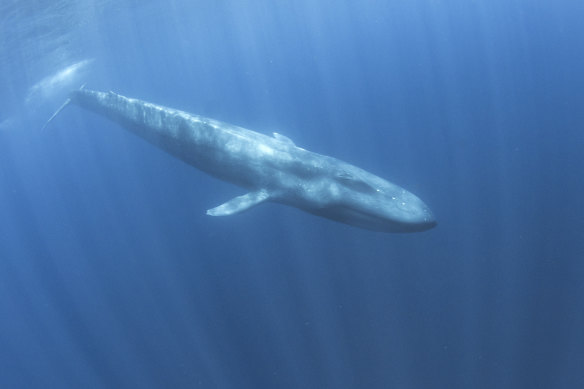 New research shows that pygmy blue whales may sing more in La Nina years.
