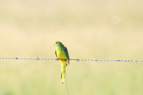 An infection could kill off the last few remaining orange-bellied parrots.