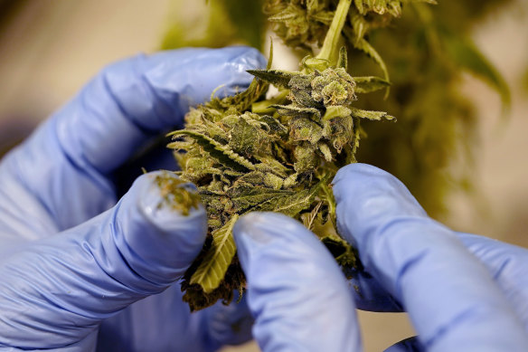Recent research suggests that three in 10 cannabis users will develop cannabis use disorder.
