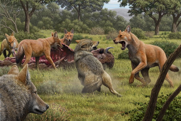 An artist's impression of a dire wolf attacking a grey wolf.