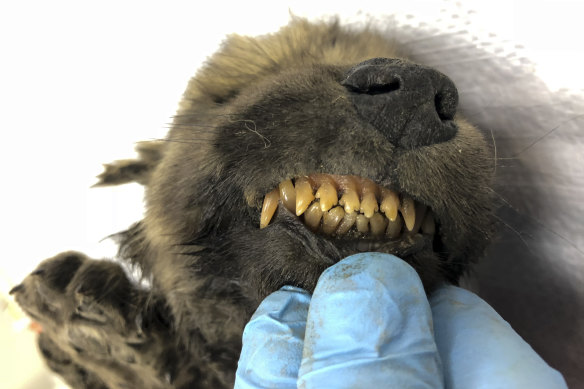 The fur, skeleton, teeth, head, lashes and whiskers of the pup, named Dogor, are still intact.