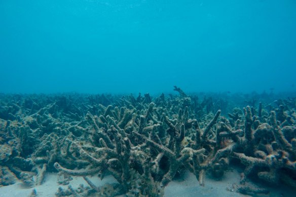 Dead coral in the reef around Lizard Island on the northern end of the Great Barrier Reef.