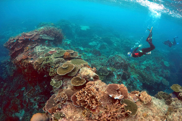 Divers at Lady Elliot Island