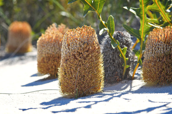 Colourful creeping Banksia in Fitzgerald River National Park.