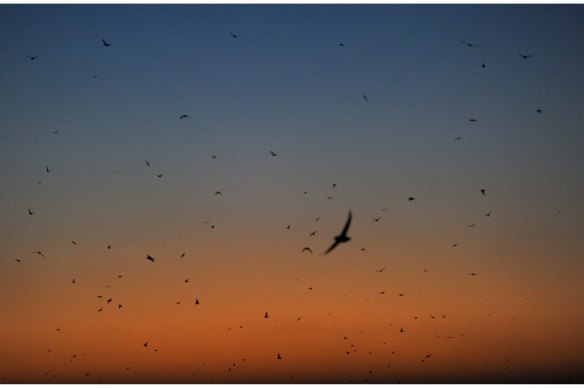 Phillip Island shearwaters at dusk.