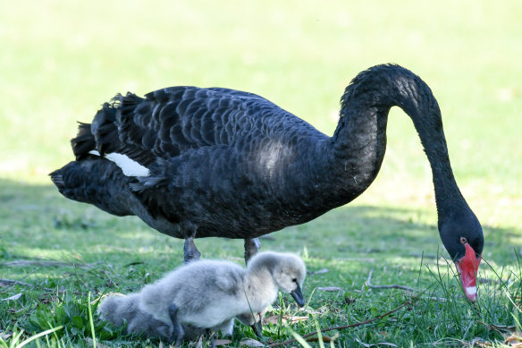Native black swans are highly susceptible to H5N1 bird flu.