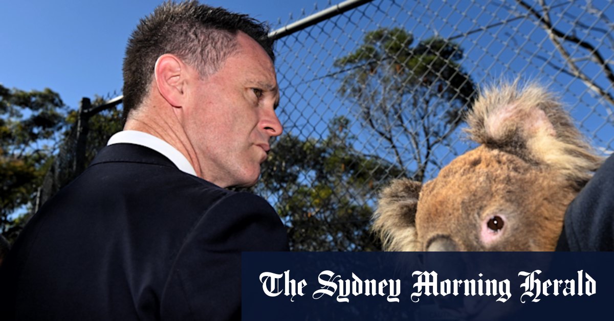 NSW environment: Logging suspended in proposed Great Koala National Park - Vimarsana News