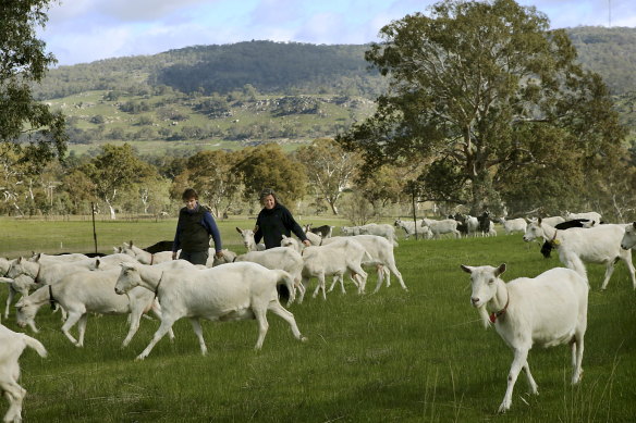 Ann-Marie Monda and Carla Meurs with their goat herd at Sutton Grange in 2009.