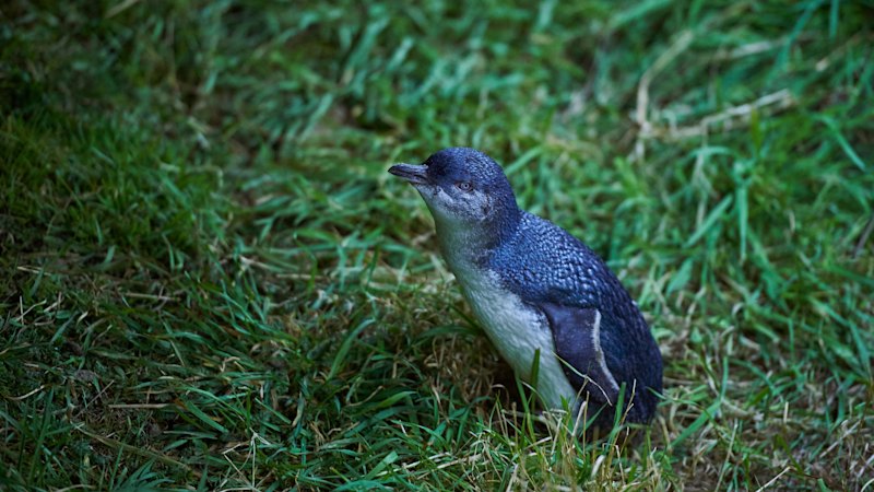 Author describes wildlife encounter on Otago Peninsula during unlikely trip