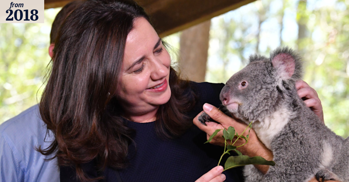 Conservationist calls for parliamentary inquiry into koala deaths