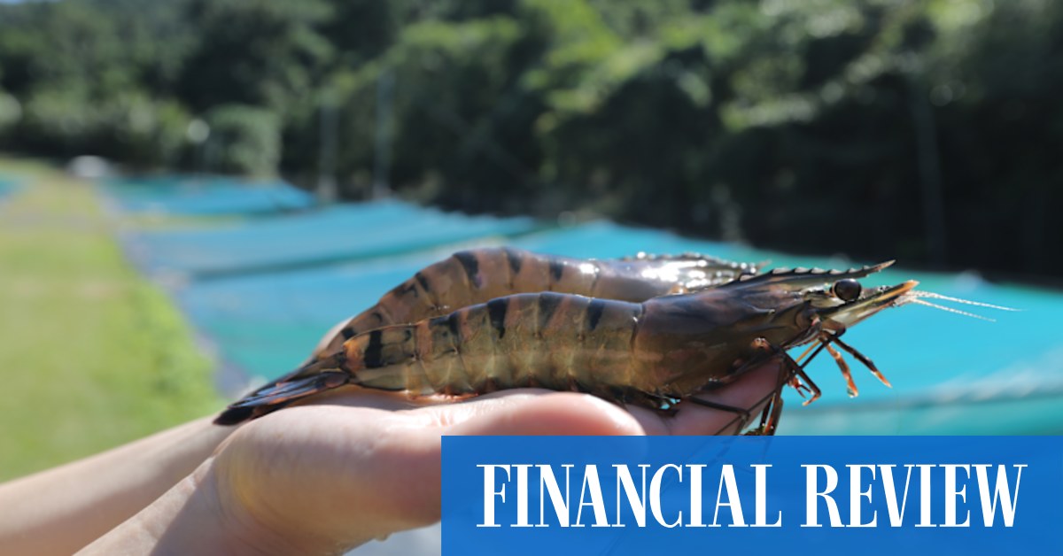 Seafarms Group pulls funding plug on giant aquaculture scheme Project Sea Dragon - Vimarsana News