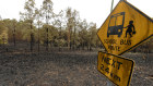 Scorched earth after bushfires near Tabulam in north-eastern NSW on Wednesday.