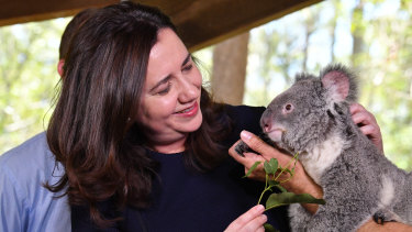 Queensland Premier Annastacia Palaszczuk with Nala the koala at Daisy Hill during the 2017 election campaign.