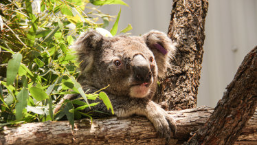 Close call: One of the koalas rescued from the Blue Mountains.