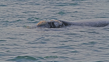 A grey southern right whale spotted near Portland, Australia, years ago.