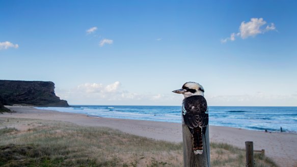 A new management plan for the Royal National Park is among 40 still awaiting approval across the state.