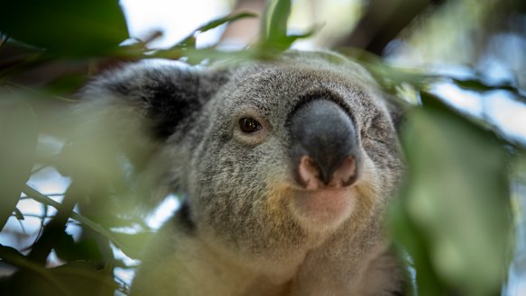Koala populations are under extreme threat.