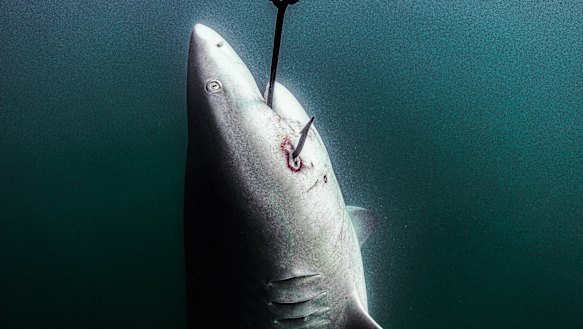 Supplied image shows a shark hooked off the coast of Magnetic Island in the Great Barrier Reef Marine Park.