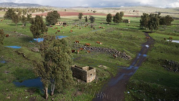 A herd of cows graze near Moshav Keshet in the Israeli-controlled Golan Heights. 