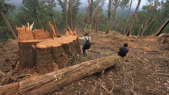 A recent Federal Court ruling found state regulations do not shield logging operations from national environment laws. 