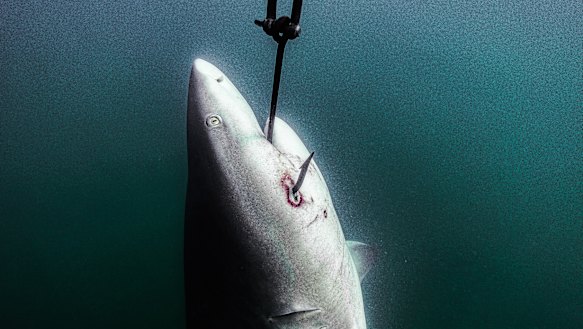 Supplied image shows a shark hooked off the coast of Magnetic Island in the Great Barrier Reef Marine Park.