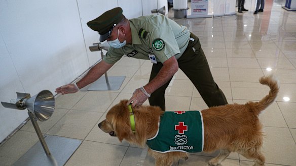 A police handler and his COVID-19 sniffer dog give a demonstration at the Arturo Merino Benítez International Airport in Santiago, Chile.
