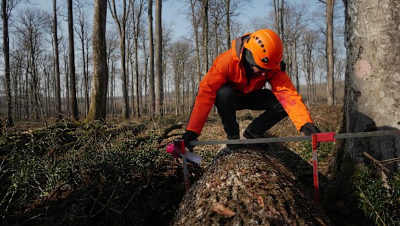 A forest worker measures an oak in the Forest of Berce in the Loire region.