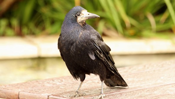 france crows cigarettes Clever crows trained to pick up litter at French theme park