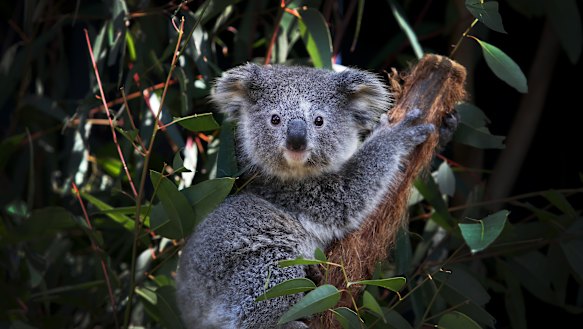 The Coalition has introduced to parliament proposed changes to wind back koala protections on private rural land.