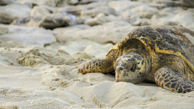 Turtles at the Milman Island project. 