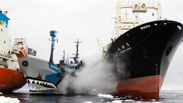 Whale Wars: How was the Sea Shepherd's new ship sunk? 