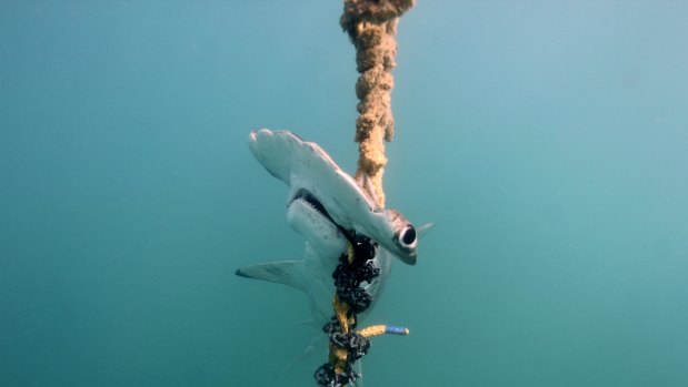 A scalloped hammerhead shark found dead at drumlines set off the coast of Magnetic Island.