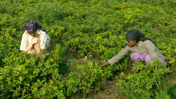 Women work on ground-nut crop harvesting near Pune, Maharashtra, India. 