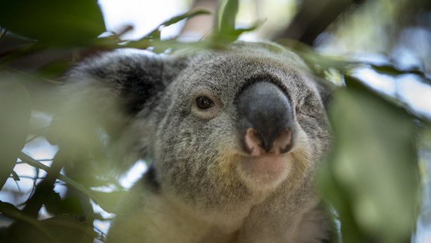 Koala populations are under extreme threat.