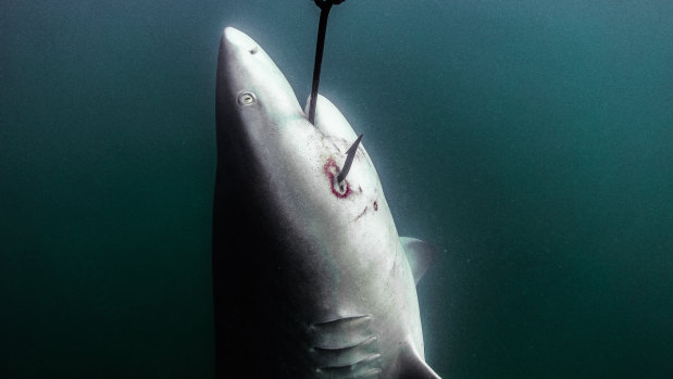 A shark hooked on a drum line off the coast of Magnetic Island in the Great Barrier Reef Marine Park.