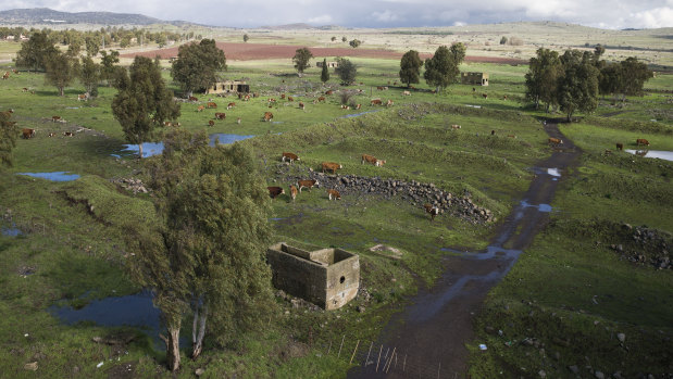 A herd of cows graze near Moshav Keshet in the Israeli-controlled Golan Heights. 