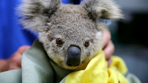 A koala named Pete from Pappinbarra is treated at Port Macquarie Koala Hospital after fires in November.