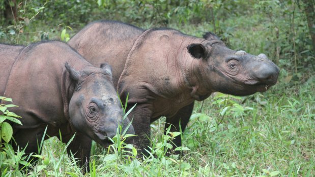 There could be as few as 30 Sumatran rhinos left in the wild.