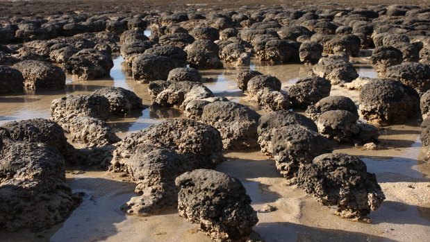 Examples of surface stromatolites in Shark Bay, WA.