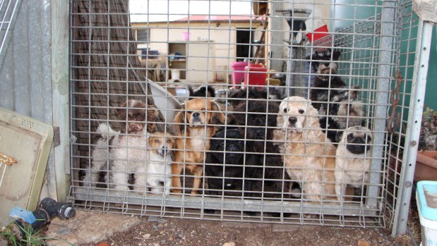 Authorities have raided two puppy farms in regional NSW. 