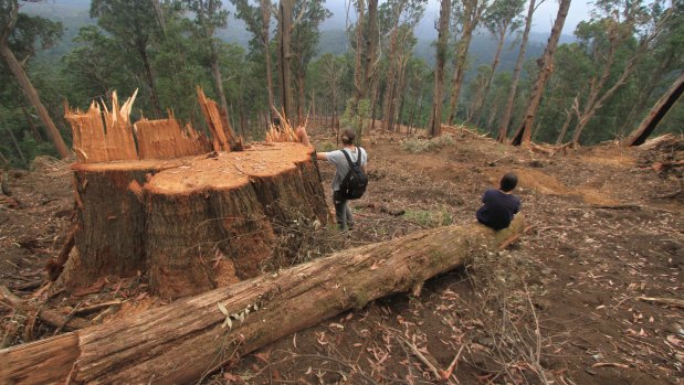 A logging coupe in East Gippsland that contained greater glider habitat, according to spotlighting surveys. 