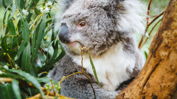 New Year's Day ... a great time to go cute koala spotting.