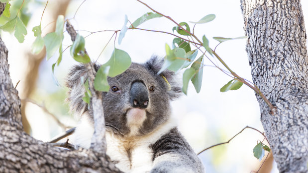 Koalas were among the wildlife to receive OEH grants - but the share of grant funds going to the environment has declined in recent years. 